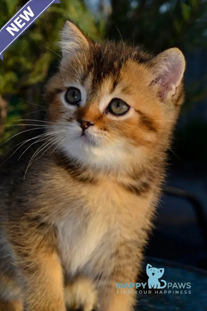 Sem Scottish Straight male black ticked tabby live animals