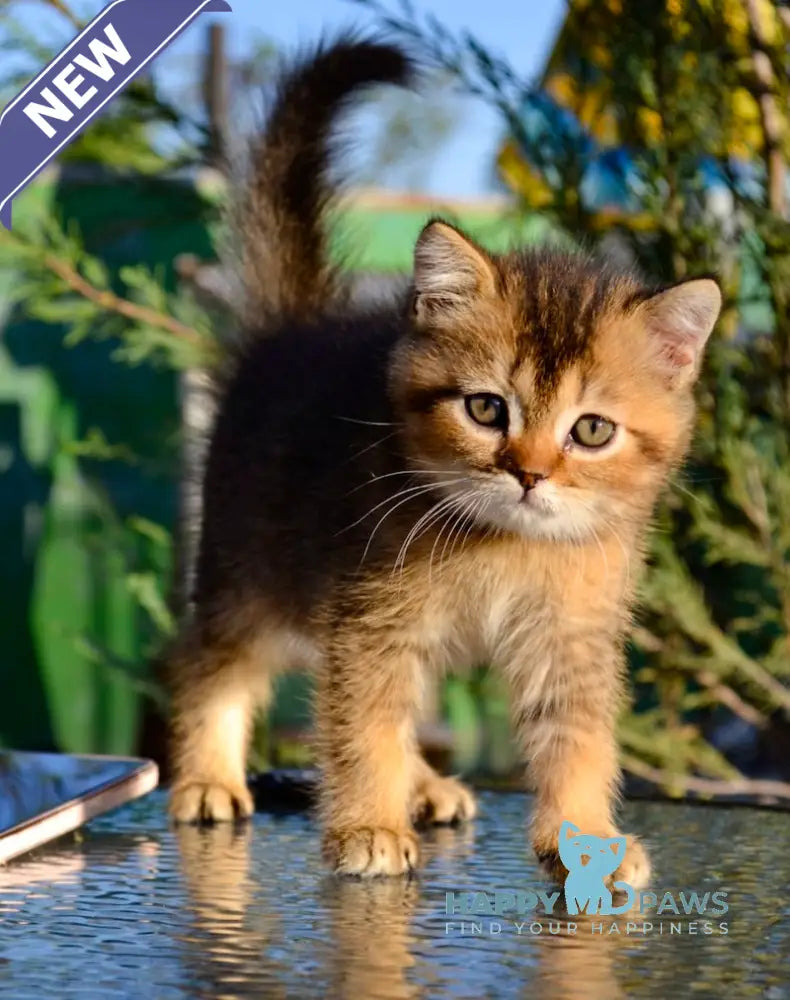 Sem Scottish Straight male black ticked tabby live animals