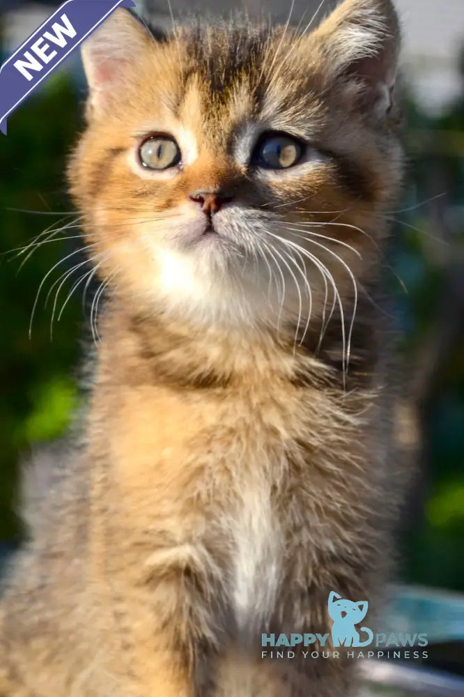 Sem Scottish Straight male black ticked tabby live animals
