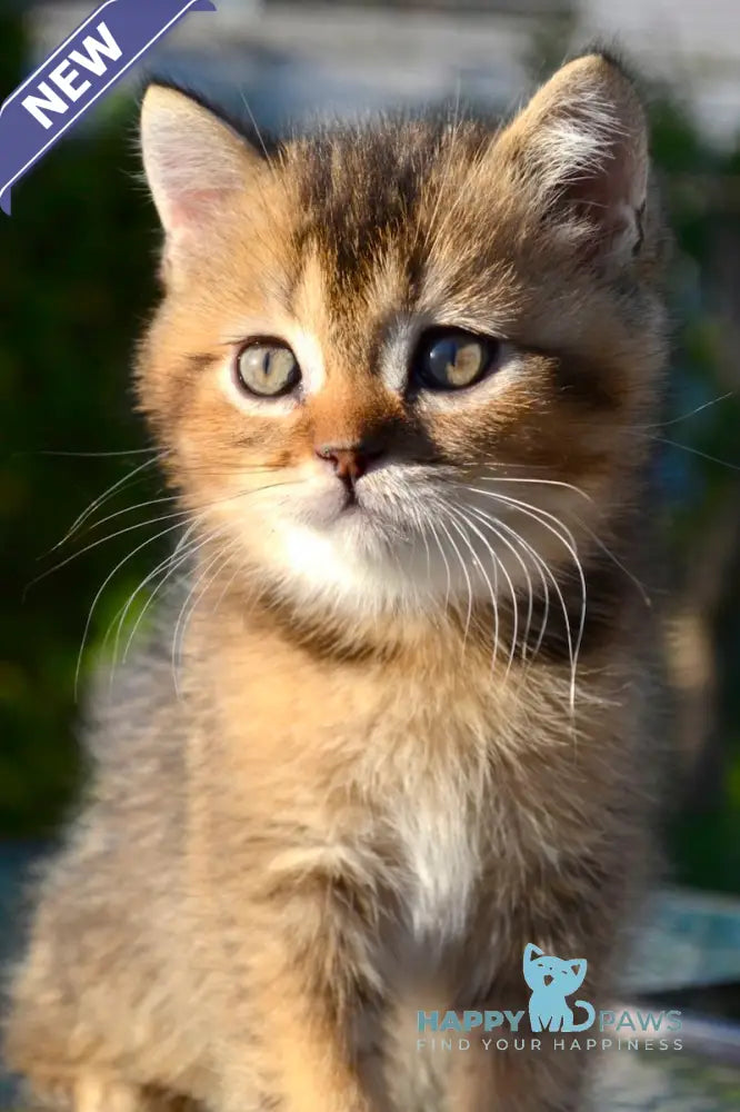 Sem Scottish Straight male black ticked tabby live animals