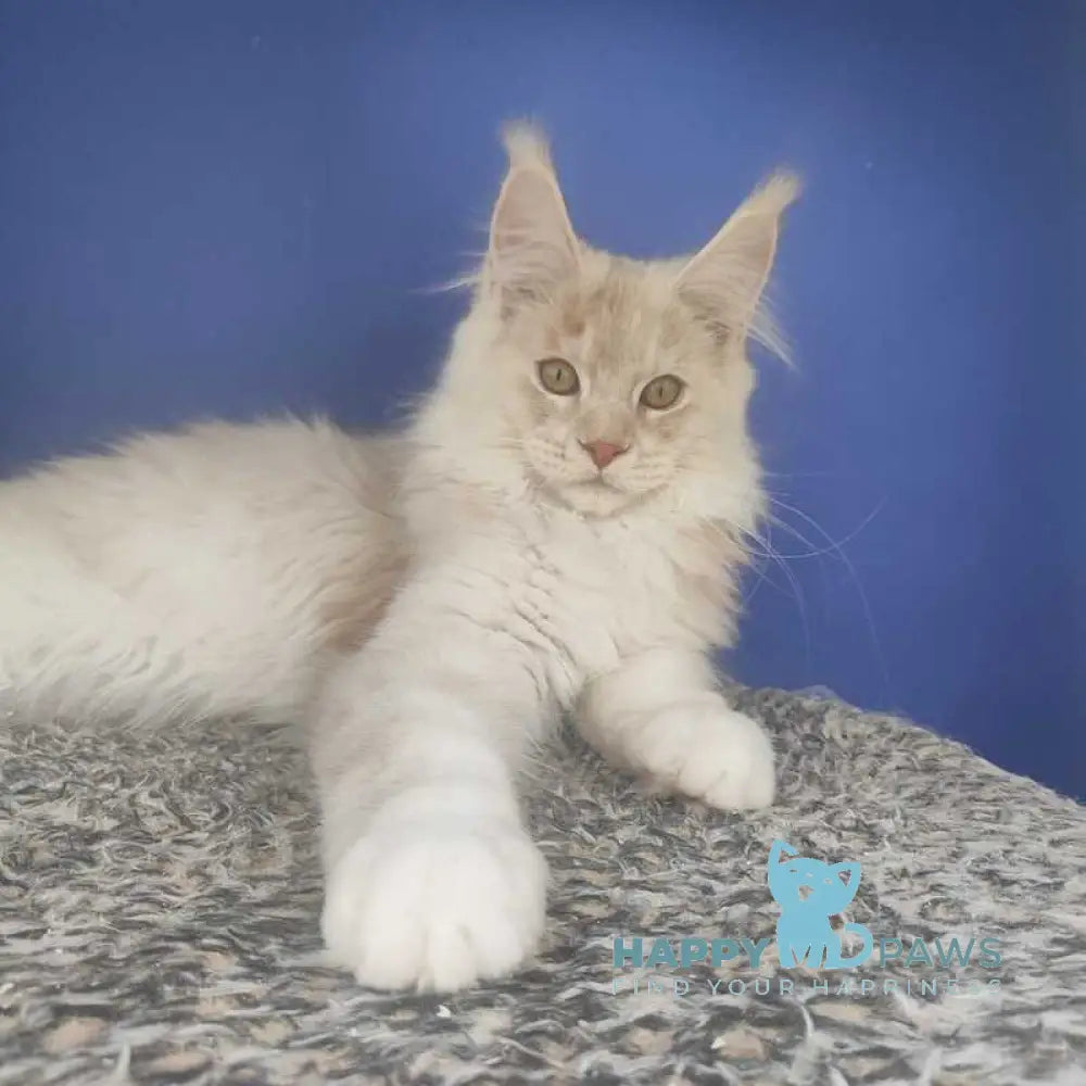 Sema Maine Coon male red silver live animals