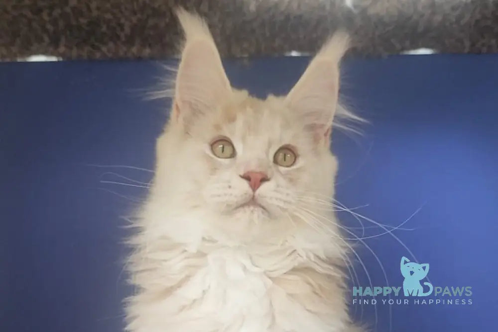 Sema Maine Coon male red silver live animals