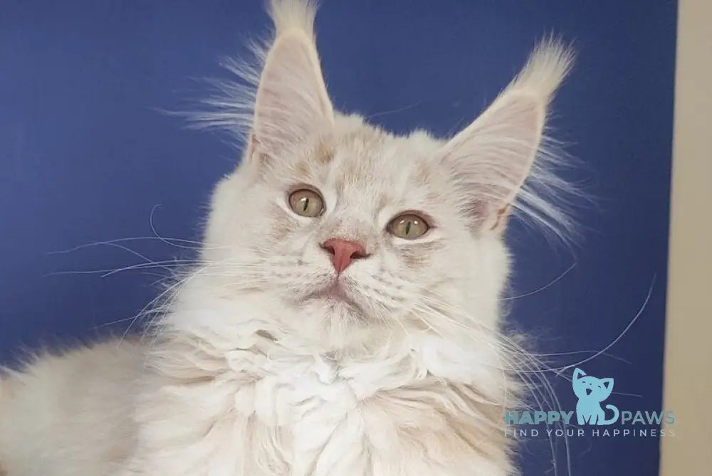 Sema Maine Coon male red silver live animals