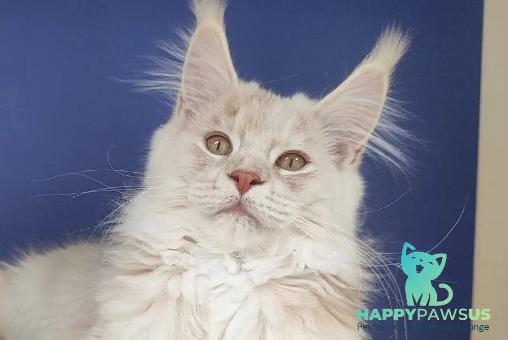 Sema Maine Coon male red silver live animals