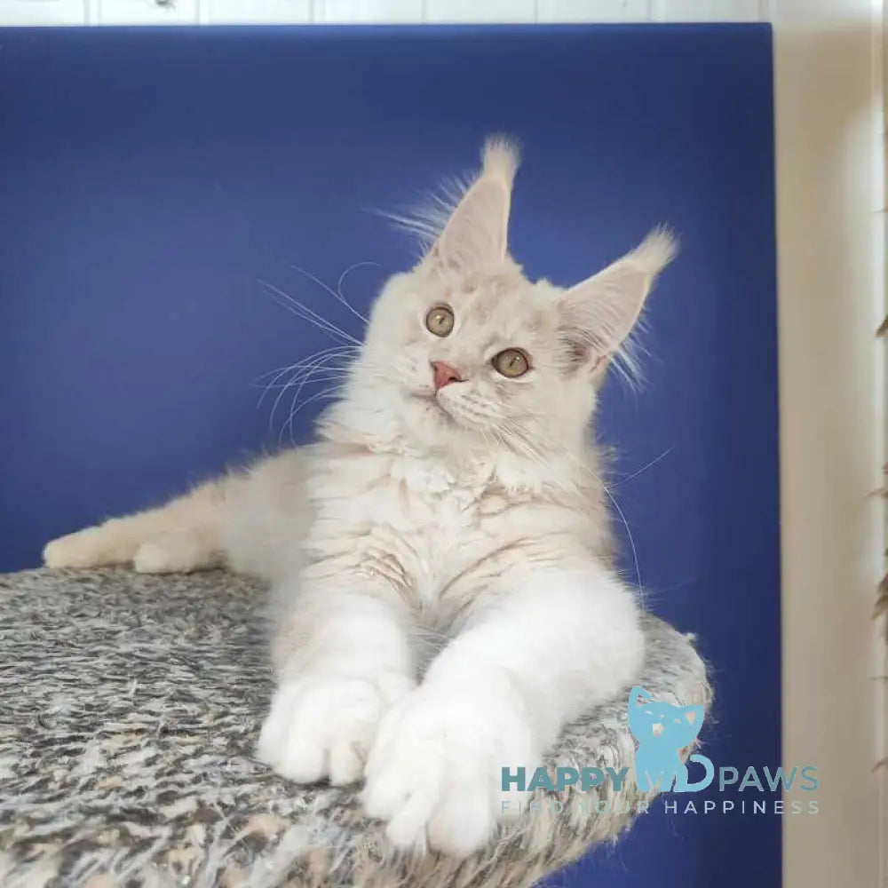 Sema Maine Coon male red silver live animals