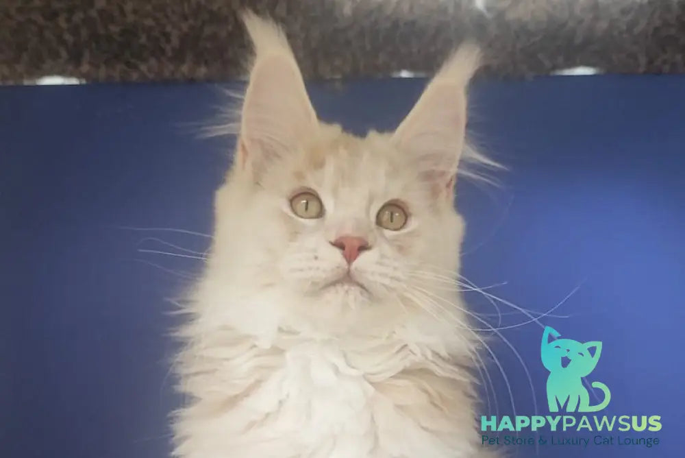 Sema Maine Coon male red silver live animals