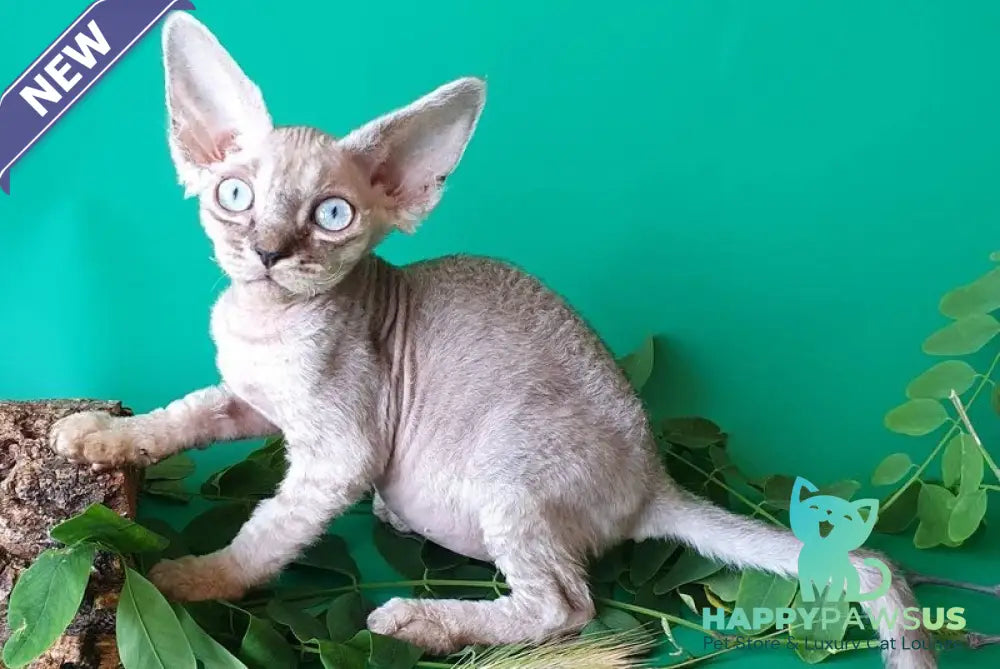 Semen Devon Rex male black tabby pointed - live animals