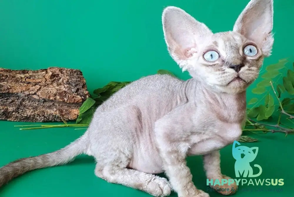 Semen Devon Rex male black tabby pointed - live animals