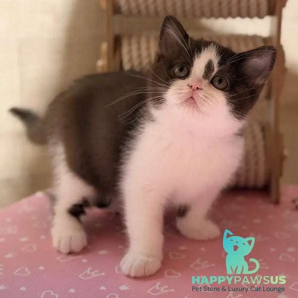 Semi British Shorthair male chocolate bicolour - live animals