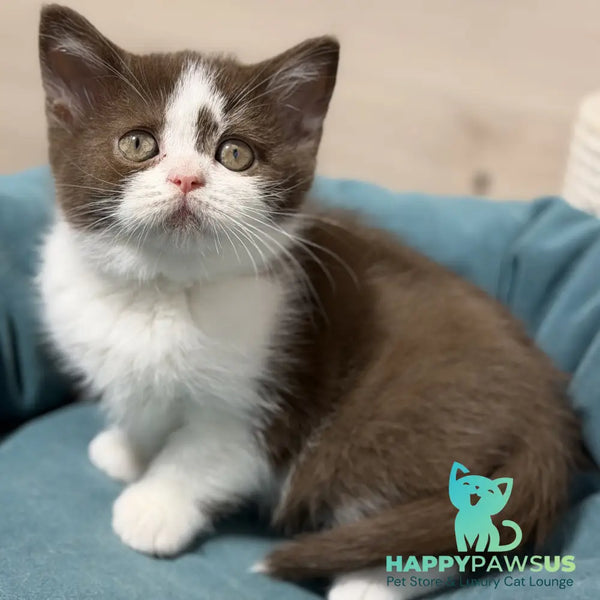 Semi British Shorthair male chocolate bicolour - live animals