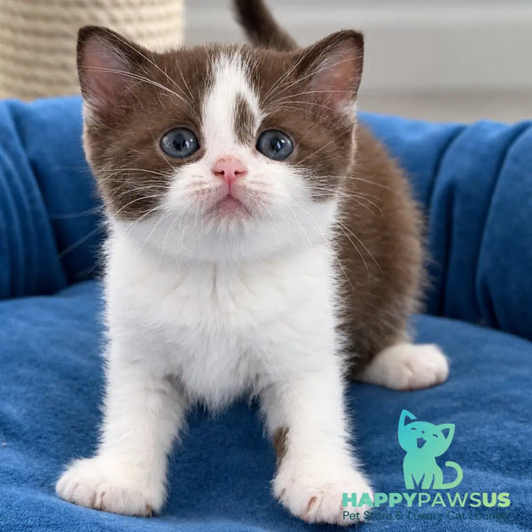 Semi British Shorthair male chocolate bicolour - live animals