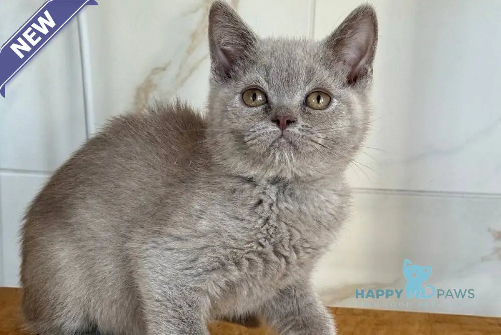 Semik British Shorthair male lilac live animals