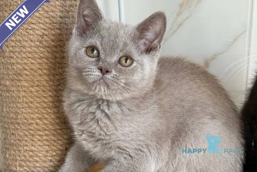 Semik British Shorthair male lilac live animals