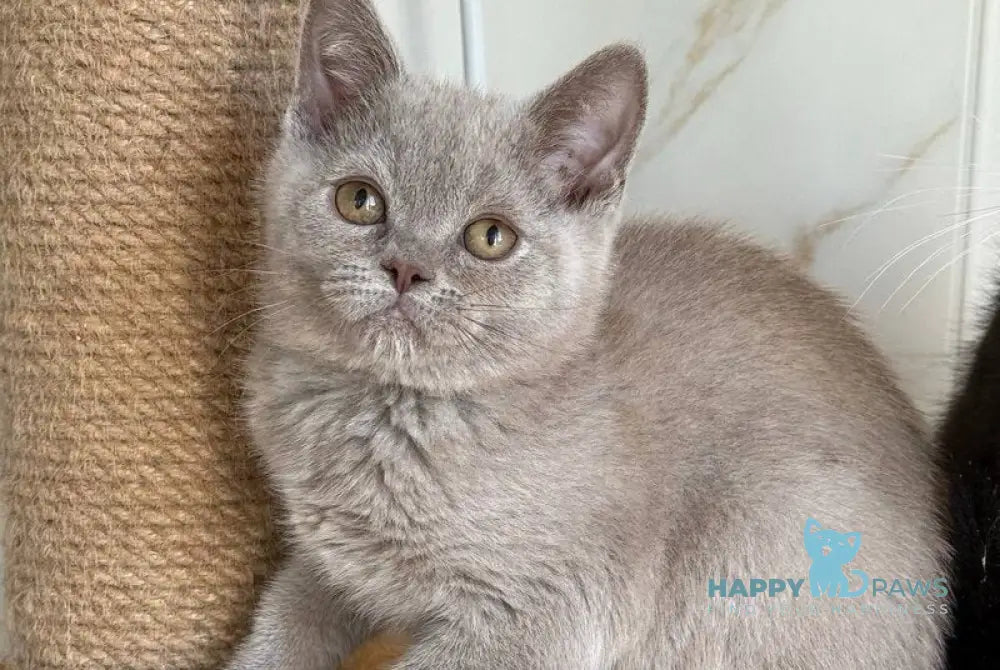 Semik British Shorthair male lilac live animals