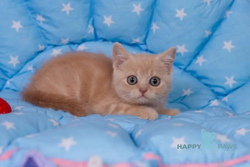 Semur British Shorthair male cream live animals
