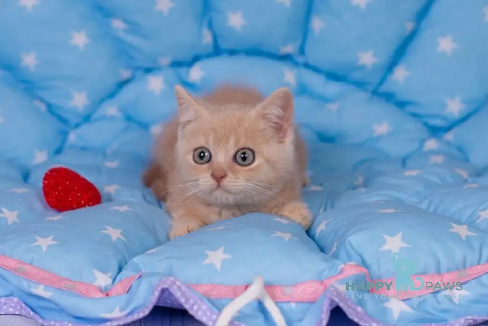 Semur British Shorthair male cream live animals