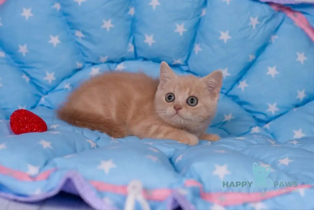 Semur British Shorthair male cream live animals