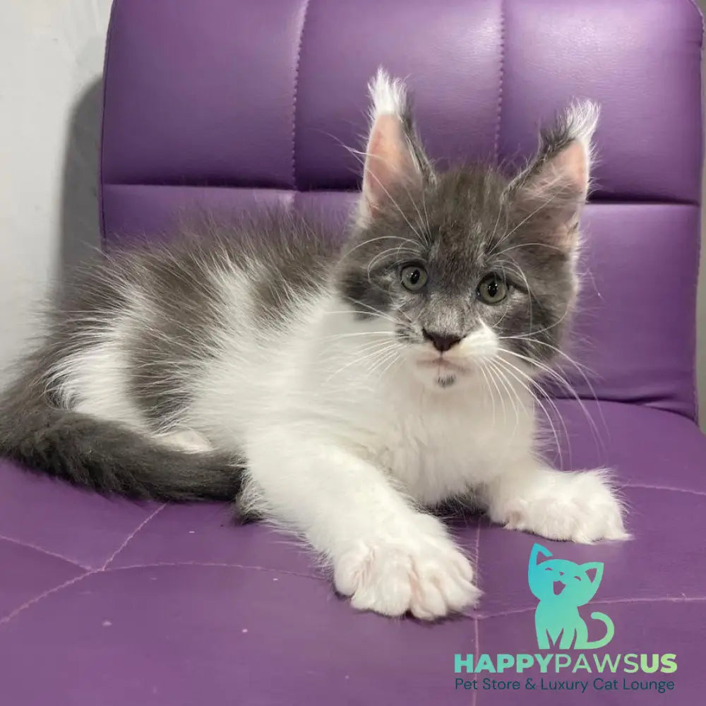 Semyon Maine Coon male blue bicolour - live animals