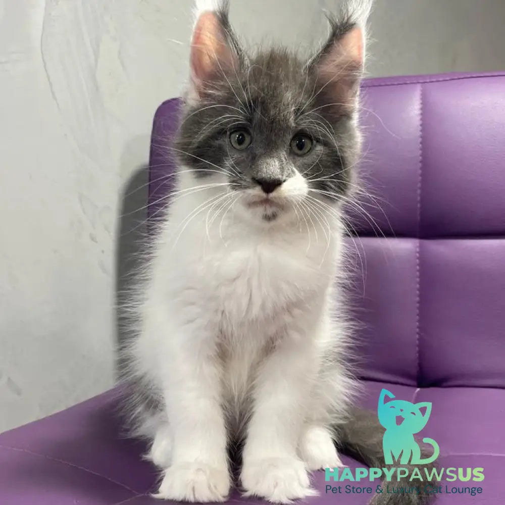 Semyon Maine Coon male blue bicolour - live animals