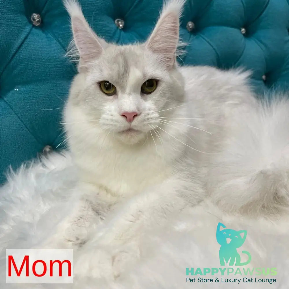 Semyon Maine Coon male blue bicolour - live animals
