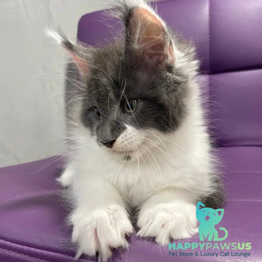 Semyon Maine Coon male blue bicolour - live animals