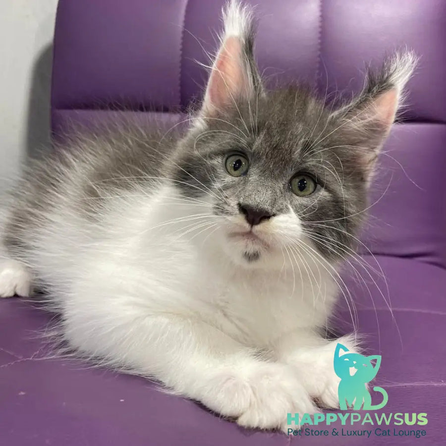 Semyon Maine Coon male blue bicolour - live animals