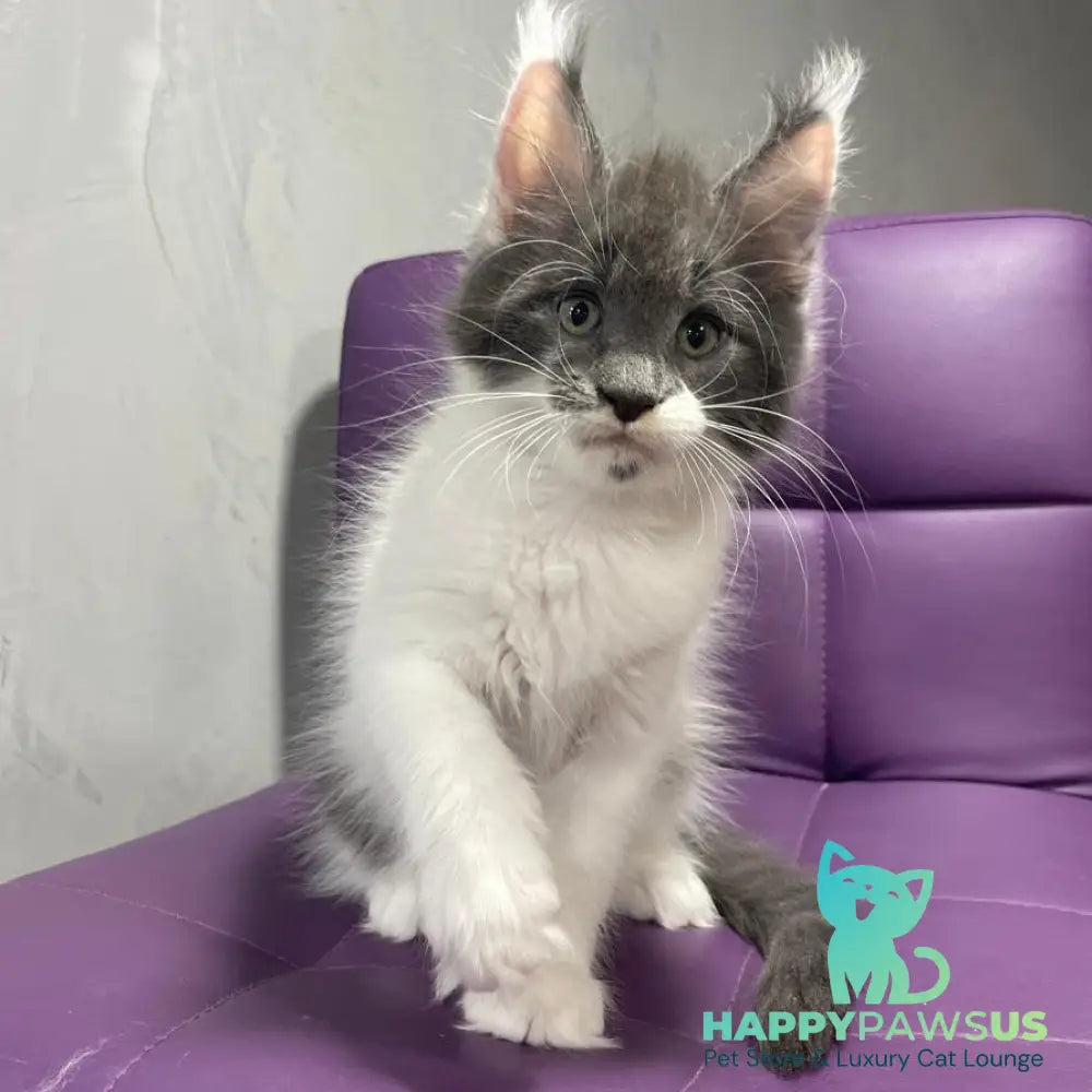 Semyon Maine Coon male blue bicolour - live animals