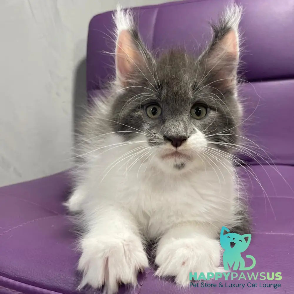 Semyon Maine Coon male blue bicolour - live animals