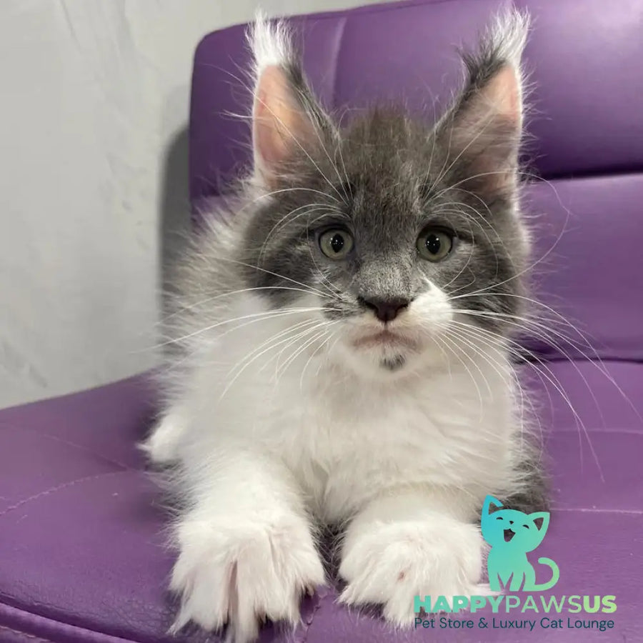 Semyon Maine Coon male blue bicolour - live animals