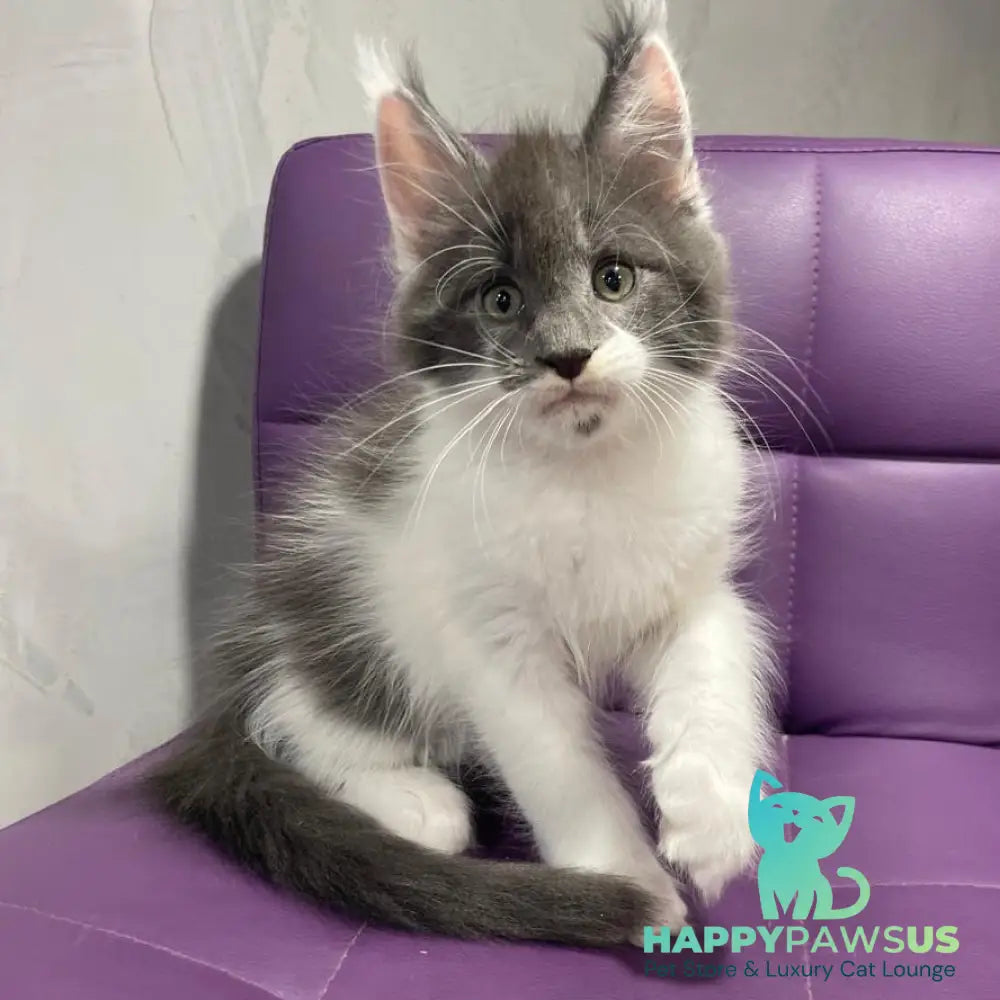 Semyon Maine Coon male blue bicolour - live animals