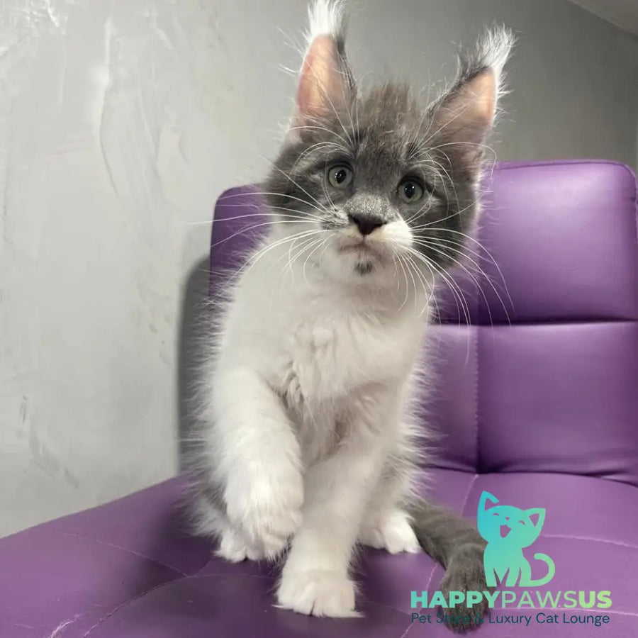 Semyon Maine Coon male blue bicolour - live animals