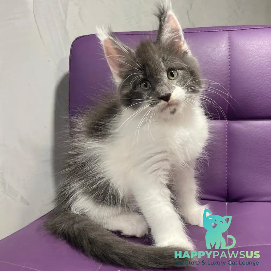 Semyon Maine Coon male blue bicolour - live animals