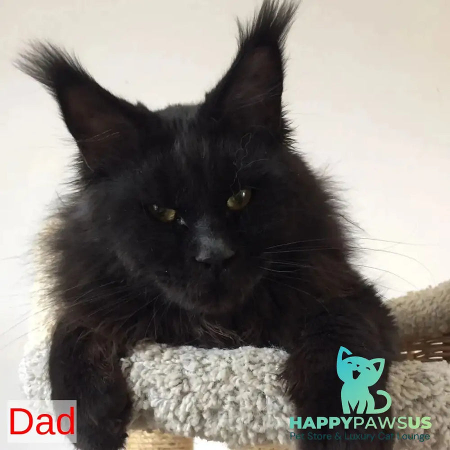 Semyon Maine Coon male blue bicolour - live animals