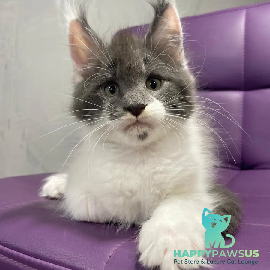 Semyon Maine Coon male blue bicolour - live animals