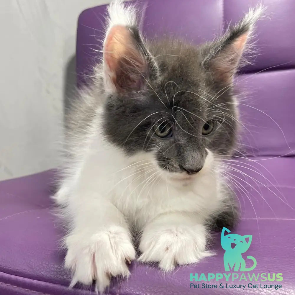 Semyon Maine Coon male blue bicolour - live animals