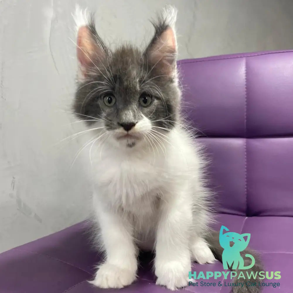 Semyon Maine Coon male blue bicolour - live animals