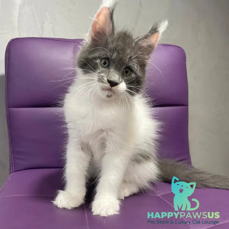Semyon Maine Coon male blue bicolour - live animals