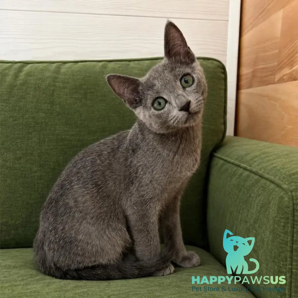 Senpolia Russian Blue female blue - live animals