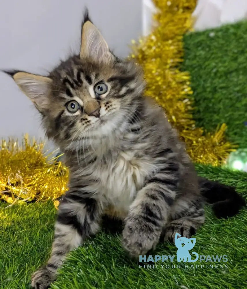 Sensei Maine Coon male black tabby live animals