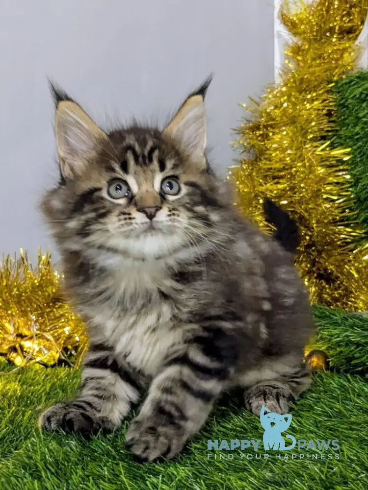 Sensei Maine Coon male black tabby live animals