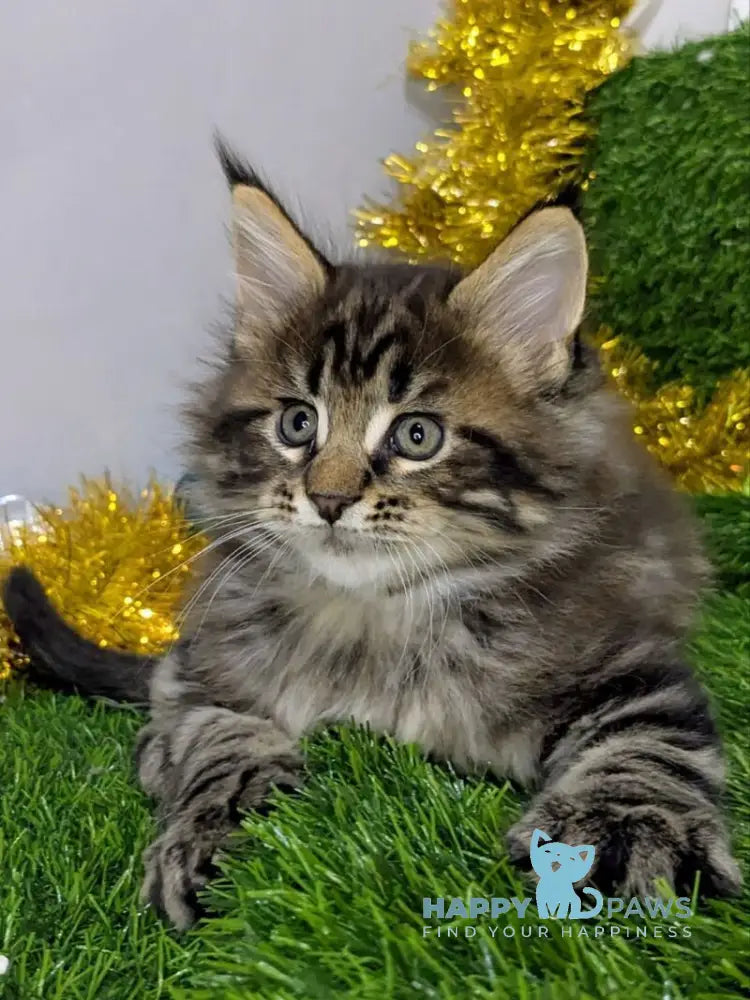 Sensei Maine Coon male black tabby live animals