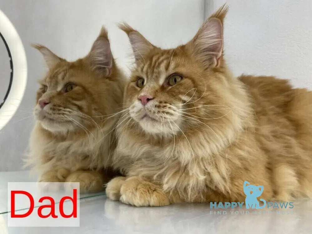 Sensei Maine Coon male black tabby live animals