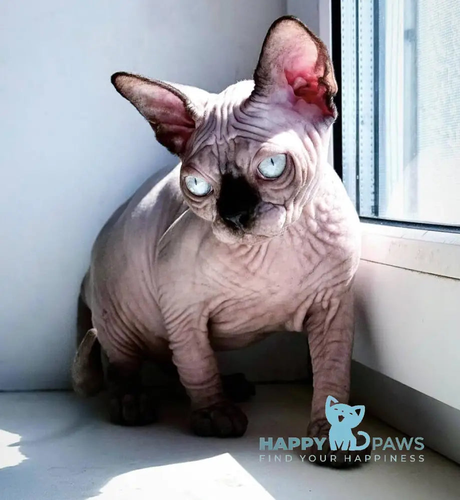 Seraphima Canadian Sphynx female black pointed live animals