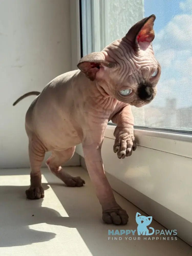 Seraphima Canadian Sphynx female black pointed live animals