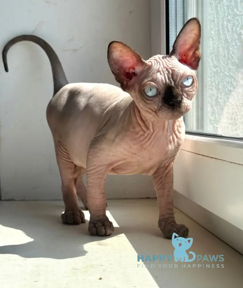 Seraphima Canadian Sphynx female black pointed live animals