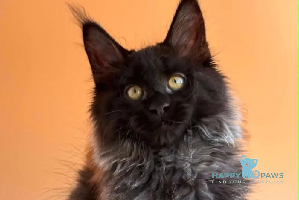 Seraphina Maine Coon female black silver - live animals