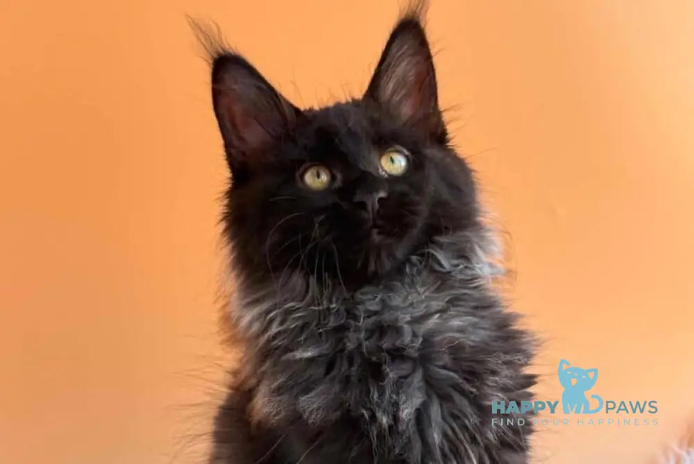 Seraphina Maine Coon female black silver - live animals