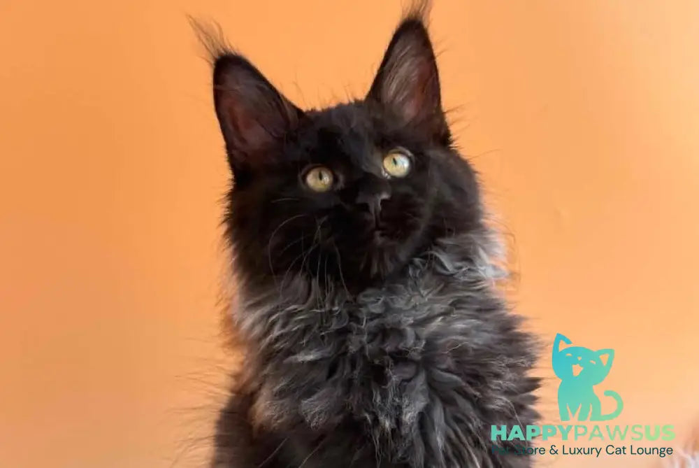 Seraphina Maine Coon female black silver - live animals