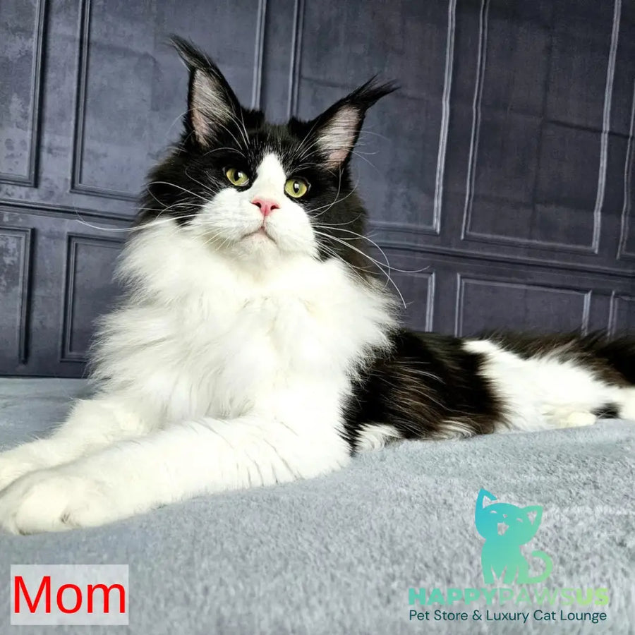 Serega Maine Coon male black ticked tabby - live animals