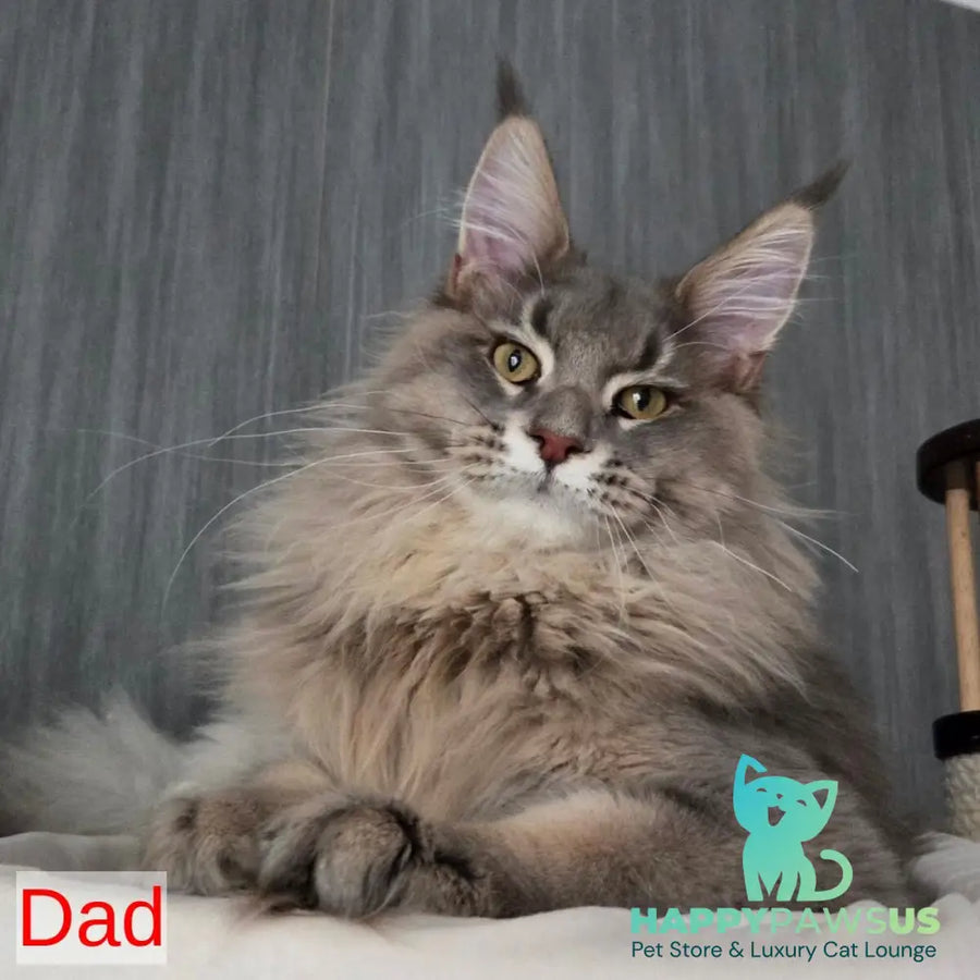 Serega Maine Coon male black ticked tabby - live animals